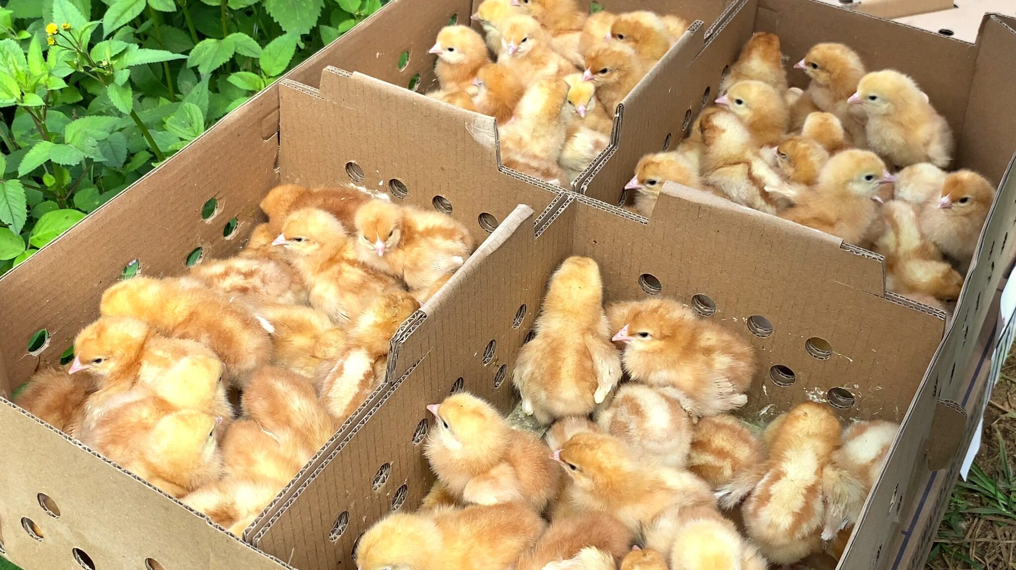 Appui et renforcement de la chaine avicole aux Comores🐥