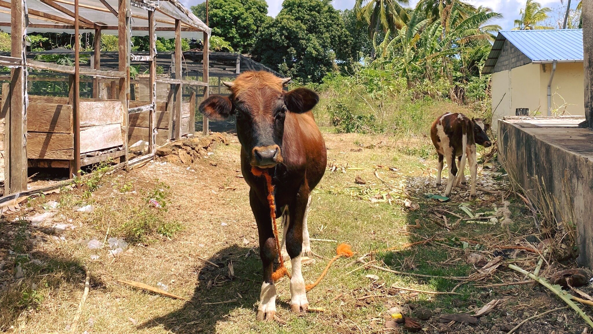 L’élevage aux Comores : un levier pour des systèmes alimentaires plus résilients 🐄🐂🐓