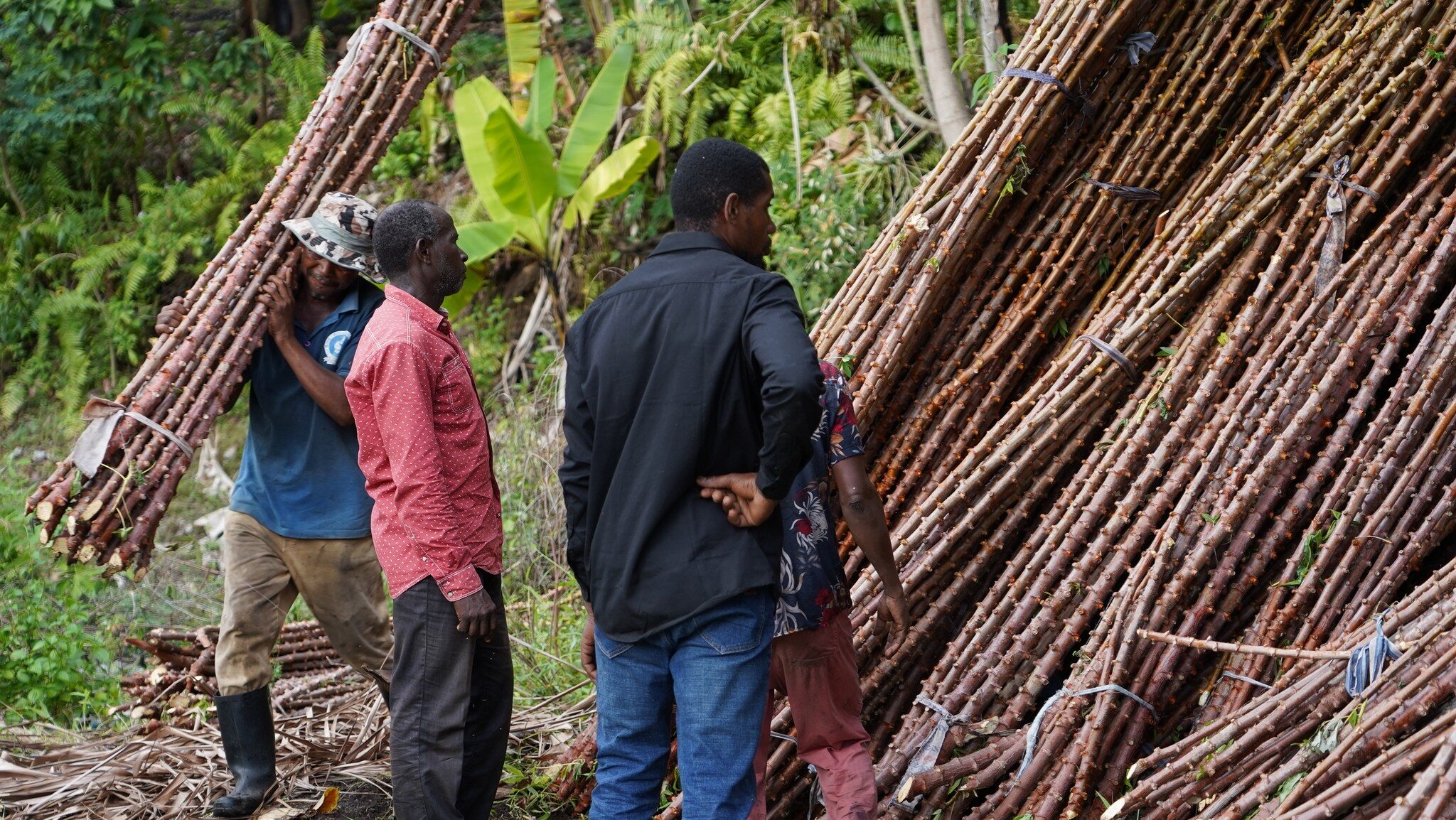 Distribution de 100 000 boutures de manioc pour renforcer la sécurité alimentaire🌱