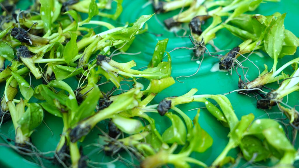 🌱Réception de 110 000 vitro plants de bananier Formosana pour renforcer la filière banane aux Comores 🍌