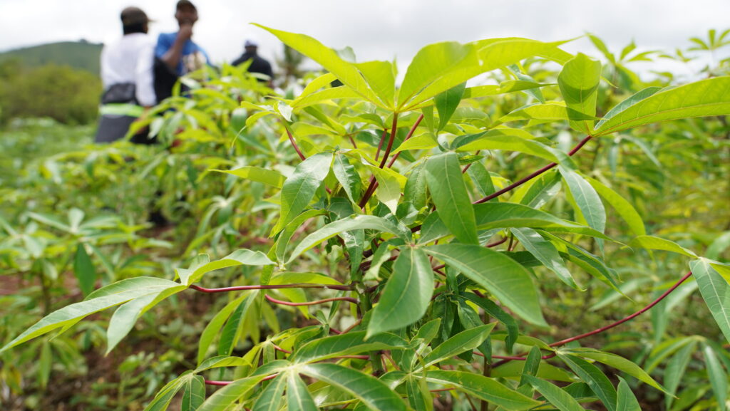 🧑‍🌾Fermes Agricoles Collectives : une nouvelle dynamique agricole aux Comores🌱